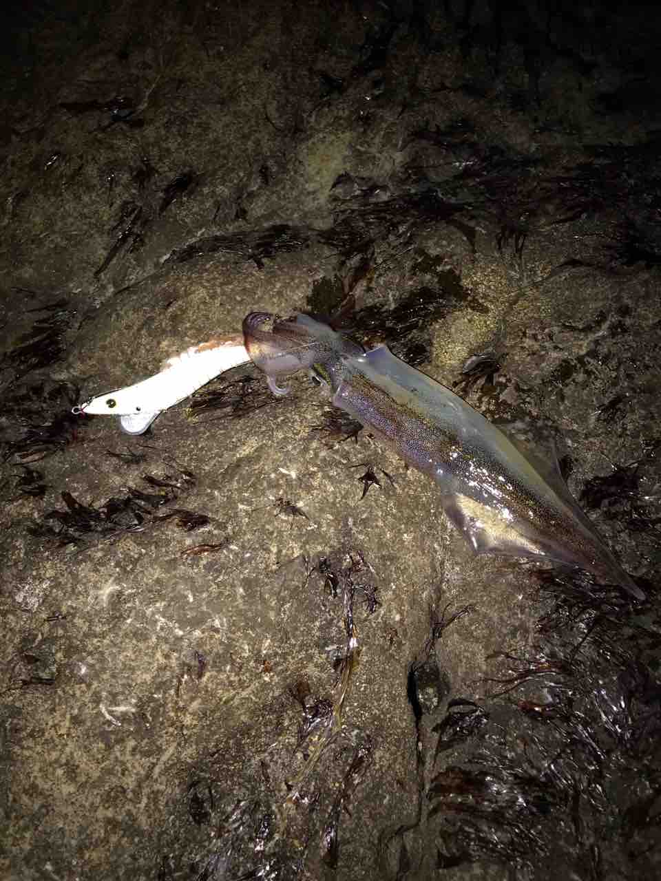 パチ ピロ 邪道エギ再検証編 釣りを愉しむ Akita Seabass Fishing Club Strange 3rd Season