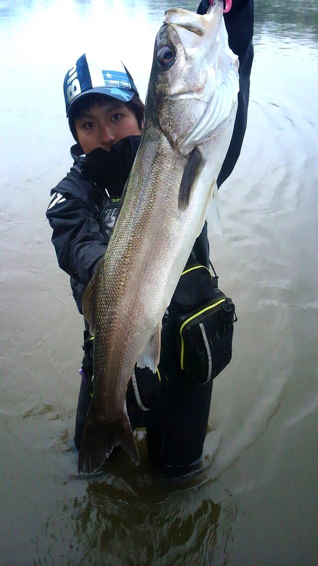 雄物川シーバス 開幕 Akita Seabass Fishing Club Strange 3rd Season
