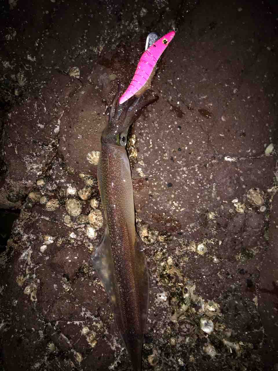 19 男鹿ヤリイカエギング 邪道エギ編 Akita Seabass Fishing Club Strange 3rd Season