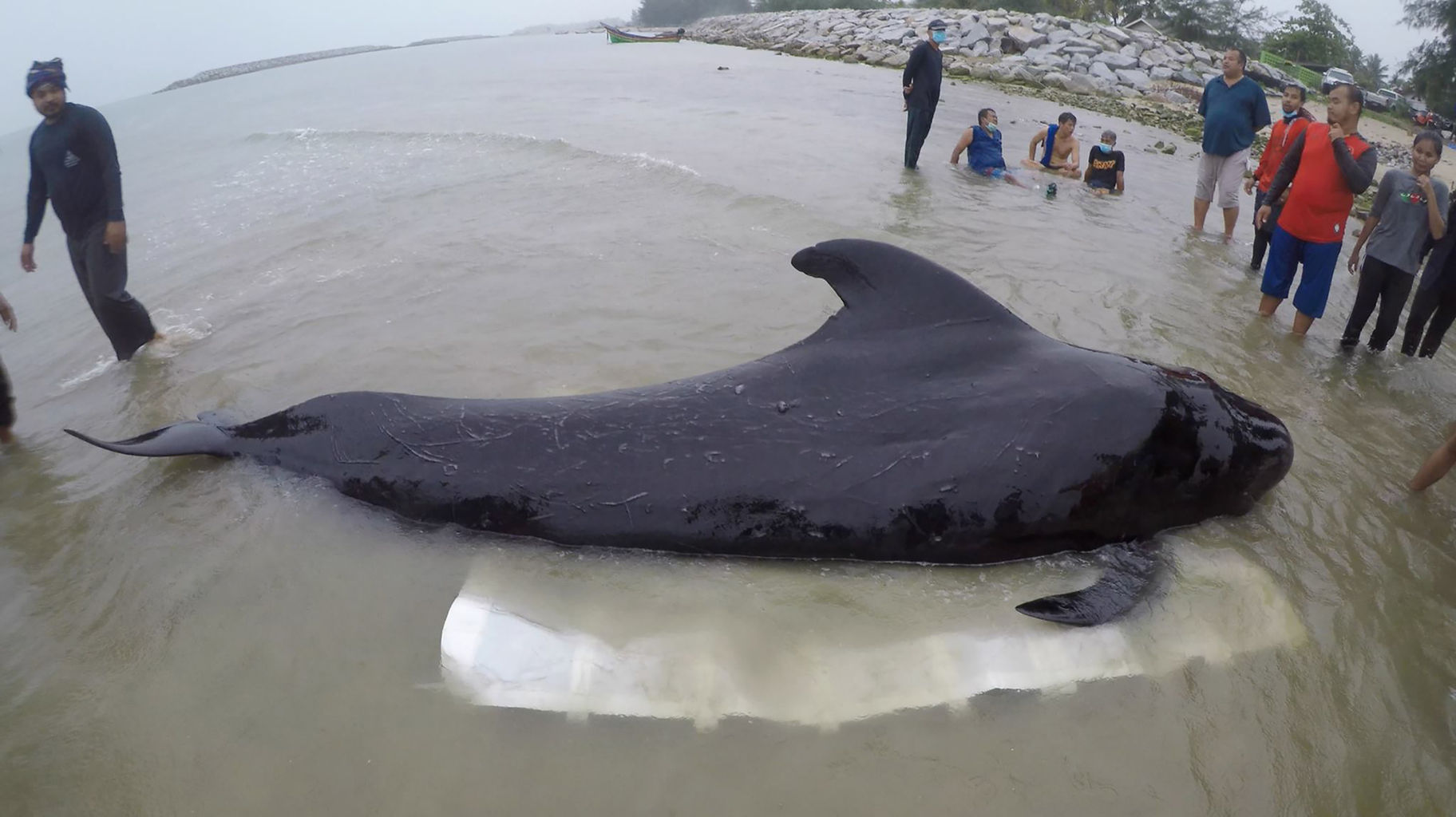 タイ プラスチック袋80枚飲み込んだクジラ死ぬ タイ南部 おもろいニュース タイ プラスチック袋80枚飲み込んだクジラ死ぬ タイ南部 おもろいニュース
