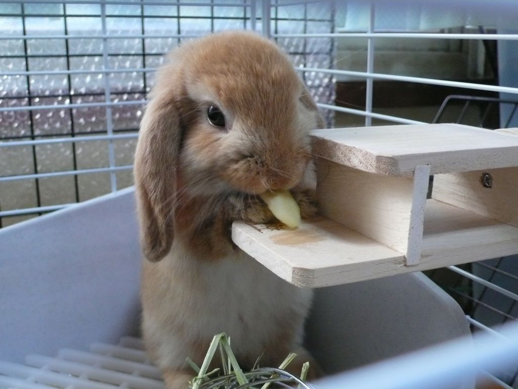 おもしろ動物 おもしろ画像 おもしろ動物 おもしろ画像