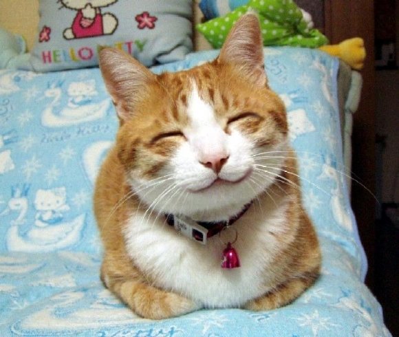 笑顔の素敵な猫 おもしろ画像リターンズ 笑顔の素敵な猫 おもしろ画像リターンズ