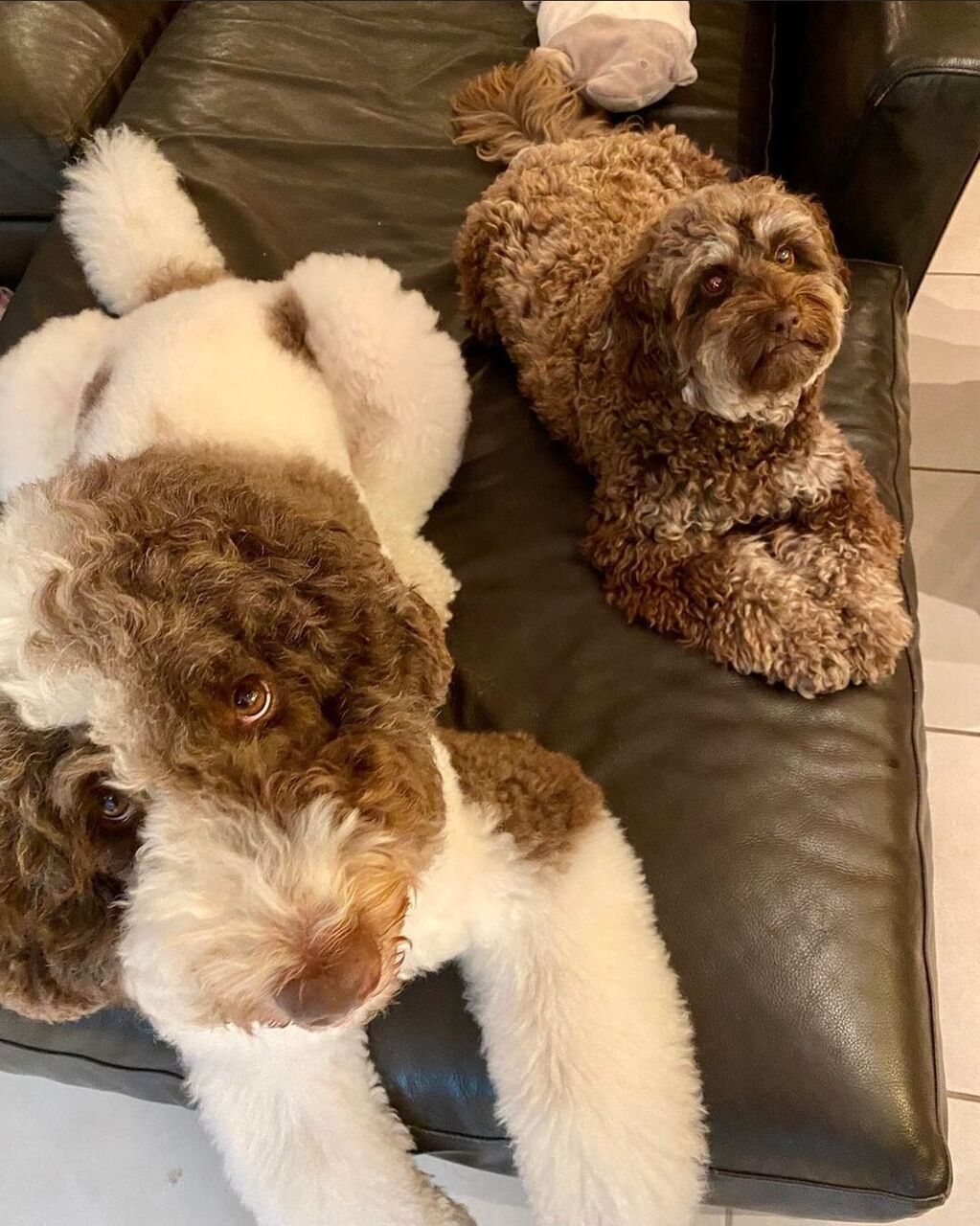 画像 木村拓哉が飼ってる犬wwwwww おもしろがり速報 画像 木村拓哉が飼ってる犬wwwwww おもしろがり速報