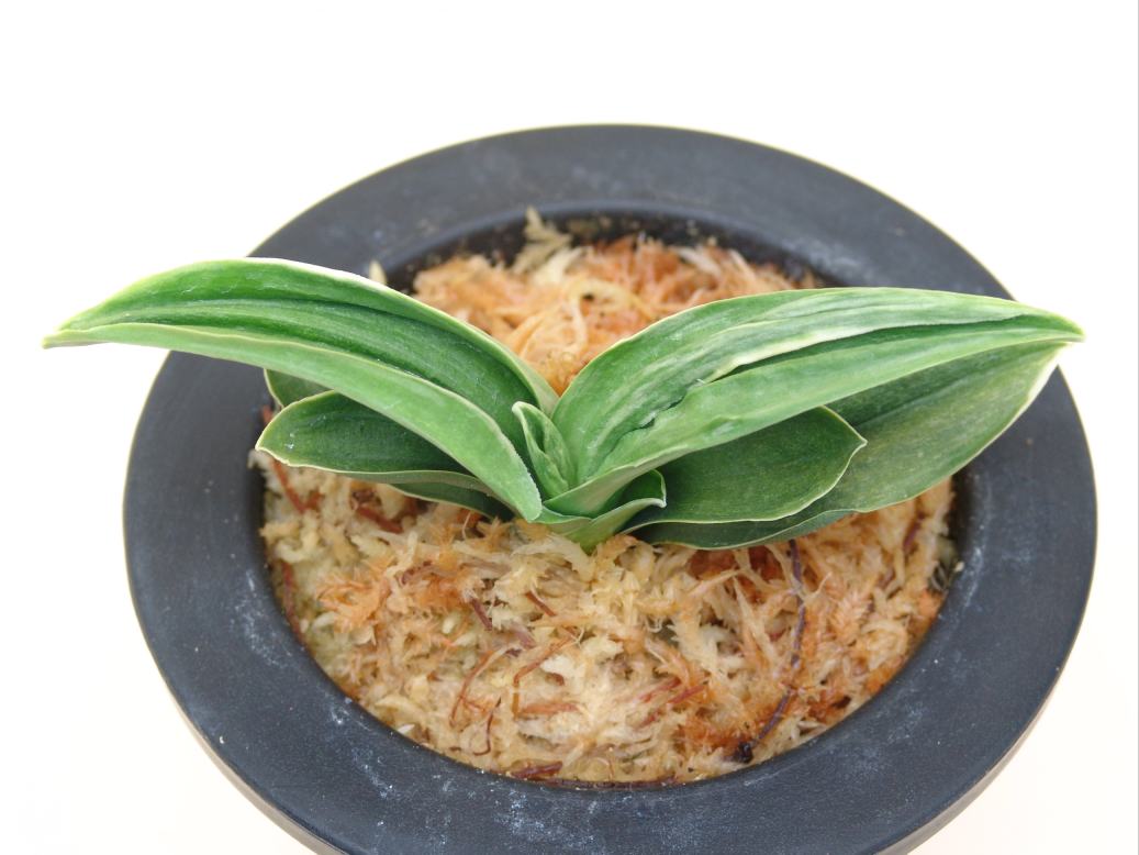 おもと品種紹介 愛玉殿(あいぎょくでん) : 万年青の豊明園のblog