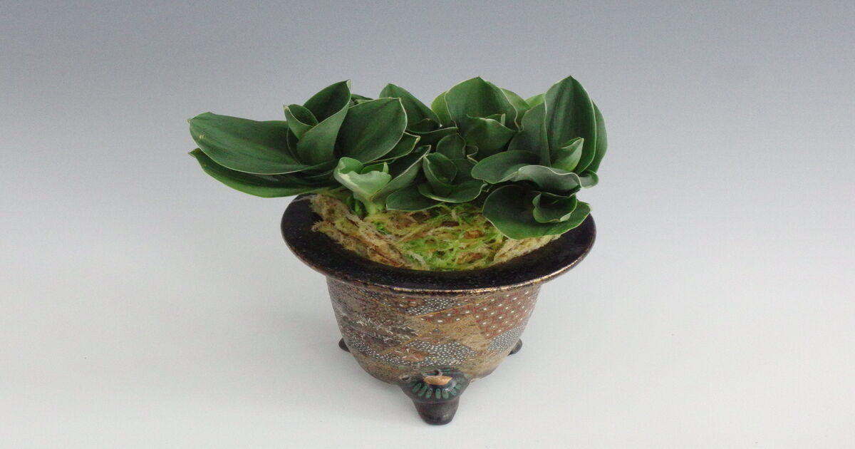 おもと品種紹介 最晃閣(さいこうかく) : 万年青の豊明園のblog