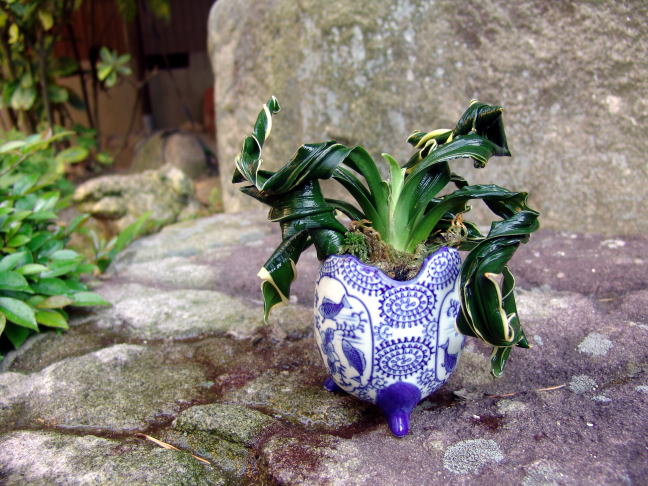万年青　舞子　青 舞子獅子 (まいこじし) Maikojishi – おもとの豊明園（ほうめい