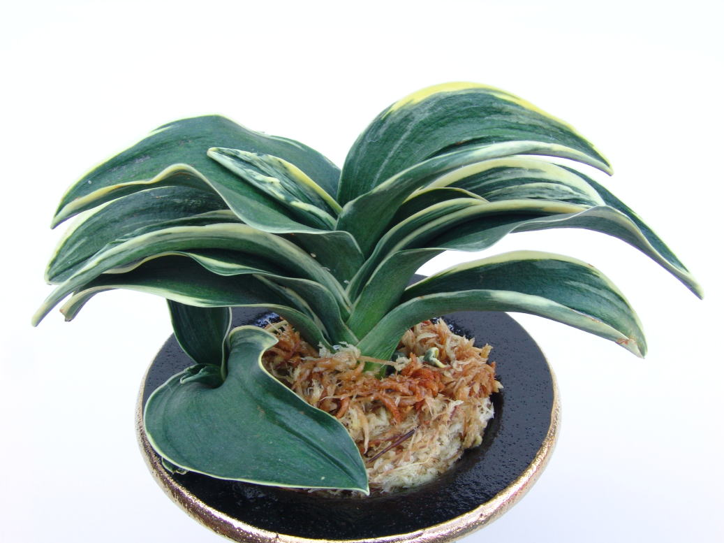 おもと紹介 お多福の図 : 万年青の豊明園のblog