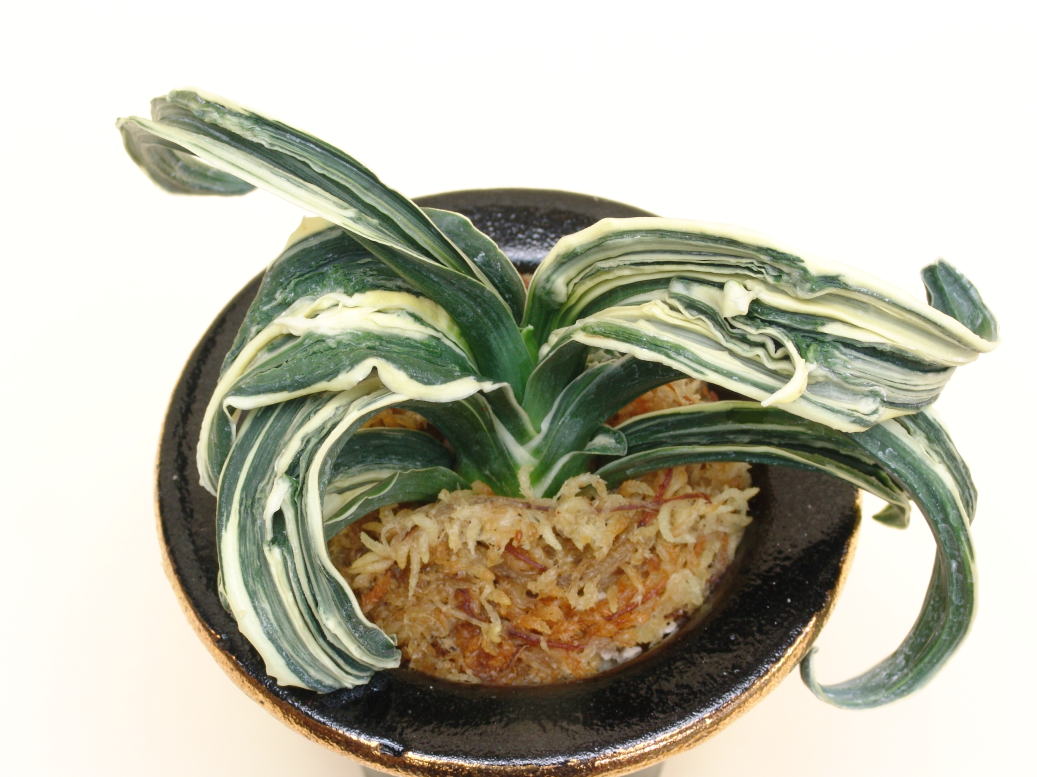 おもとの品種 玉姫(たまひめ) 芸 跳ね竜 : 万年青の豊明園のblog