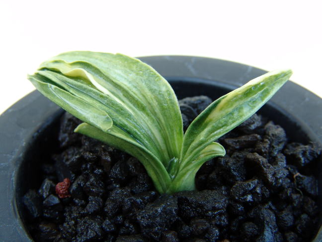 訪問者50000人突破しました～ おもとの縞、縞覆輪 新生宝 力和 天錦章