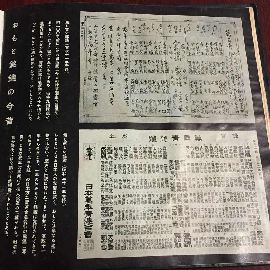 おもとの銘鑑 天光冠 富国殿 : 万年青の豊明園のblog