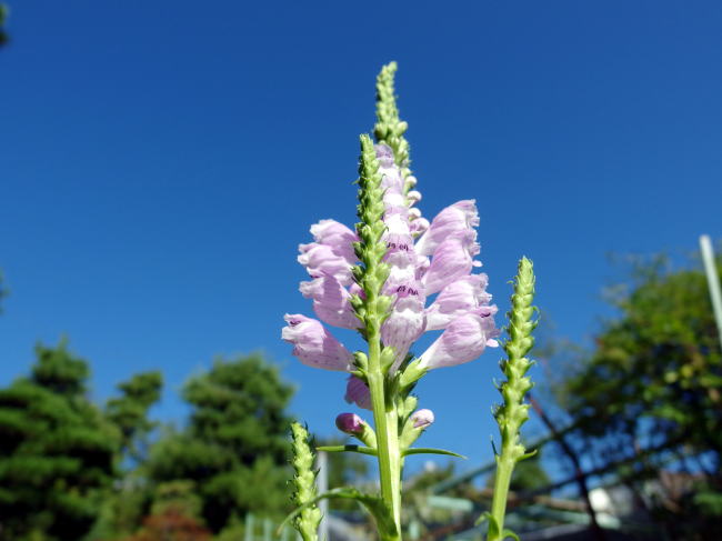 万年青 国宝錦 : 万年青の豊明園のblog