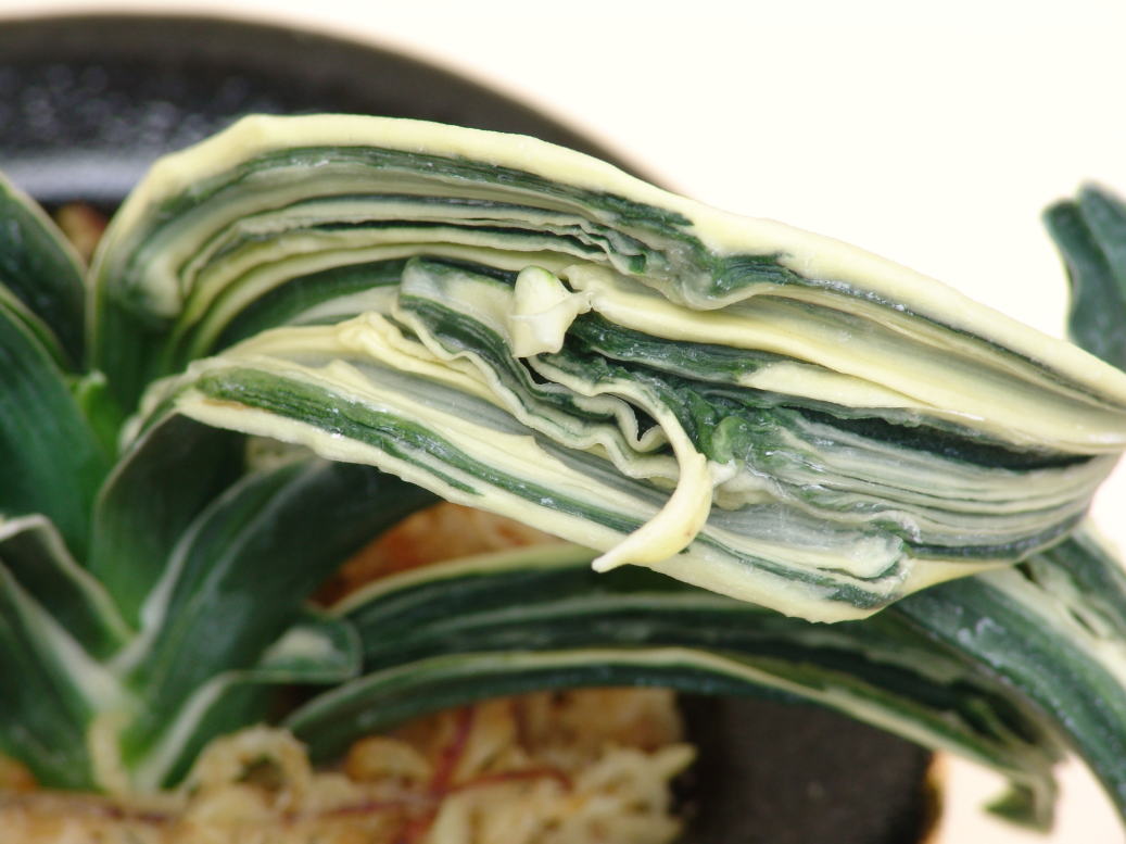 おもとの品種 玉姫(たまひめ) 芸 跳ね竜 : 万年青の豊明園のblog