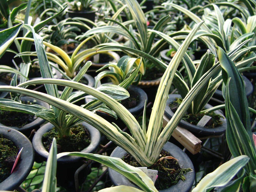 万年青 金龍閣 笑福獅子 砂子獅子 : 万年青の豊明園のblog