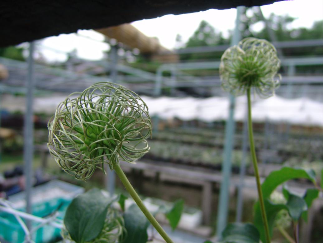 鉄線 : 万年青の豊明園のblog