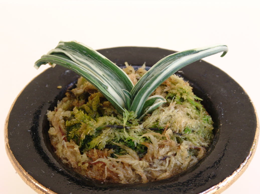 おもとの品種 玉姫(たまひめ) 芸 跳ね竜 : 万年青の豊明園のblog