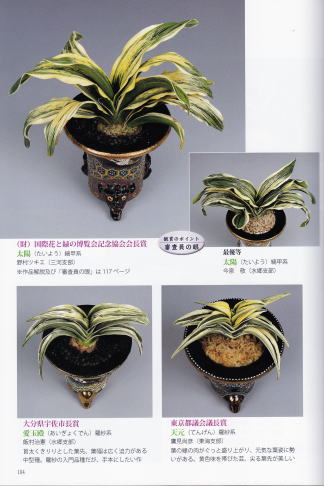 おもと《山野草マニアックス vol.29》 別冊 趣味の山野草 豊明園 水野  