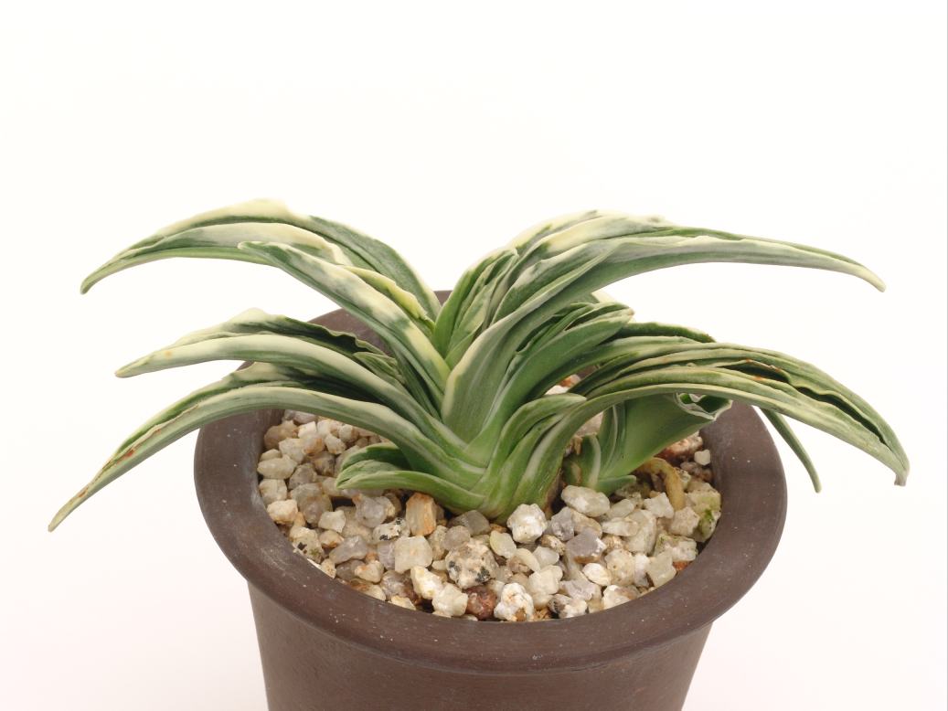 万年青「愛玉殿] おもと品種紹介 愛玉殿(あいぎょくでん) : 万年青の豊明園のblog