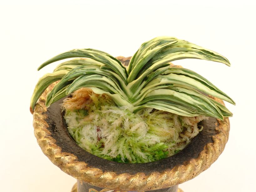 万年青「愛玉殿」 おもと品種紹介 愛玉殿(あいぎょくでん) : 万年青の豊明園のblog