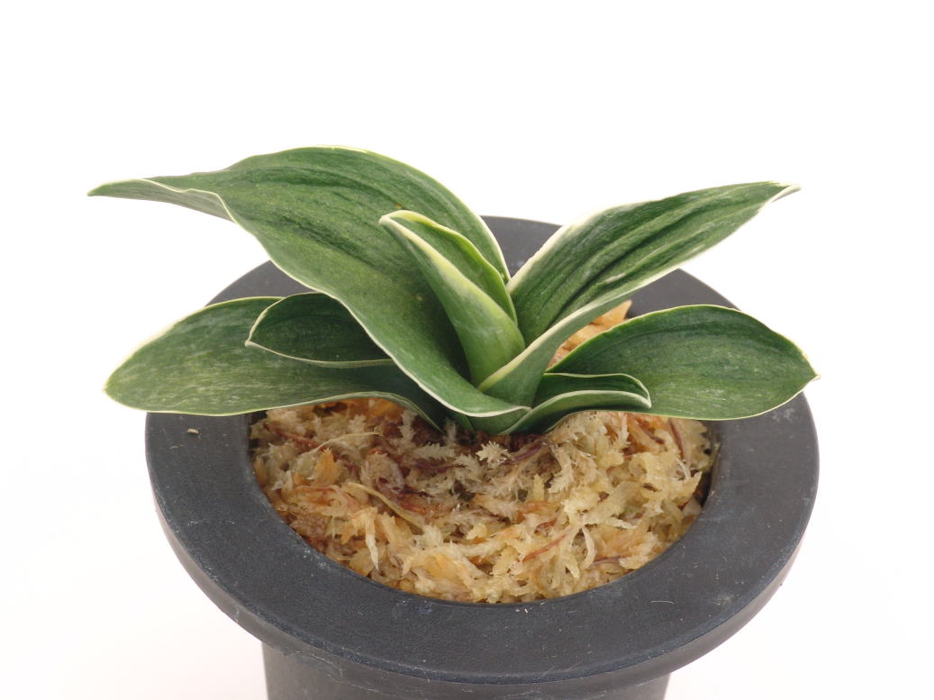 万年青　玉輝冠 おもと品種紹介 『玉輝冠(ぎょっきかん)』 : 万年青の豊明園のblog