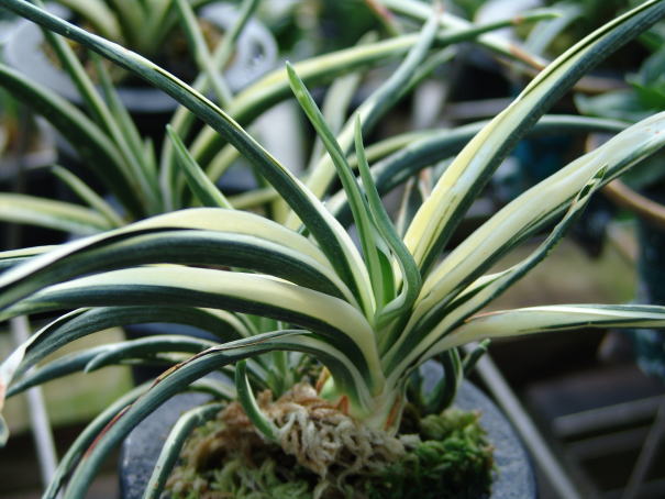 おもと 今の時期の日月系統 天錦章 : 万年青の豊明園のblog