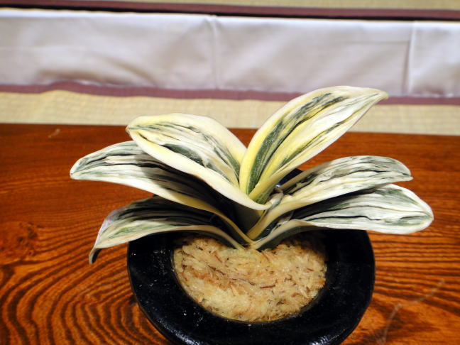 第67回日本おもと名品展2 : 万年青の豊明園のblog