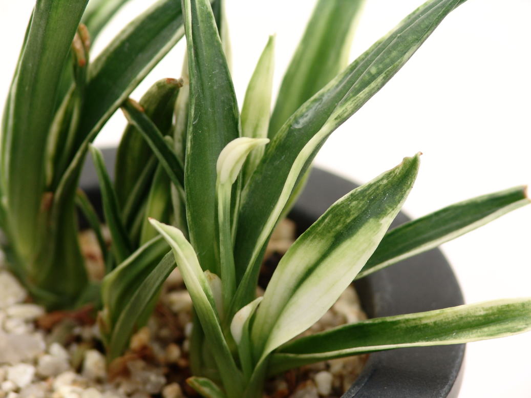 万年青(玉雀の図) 観葉植物 万年青(玉雀の図)