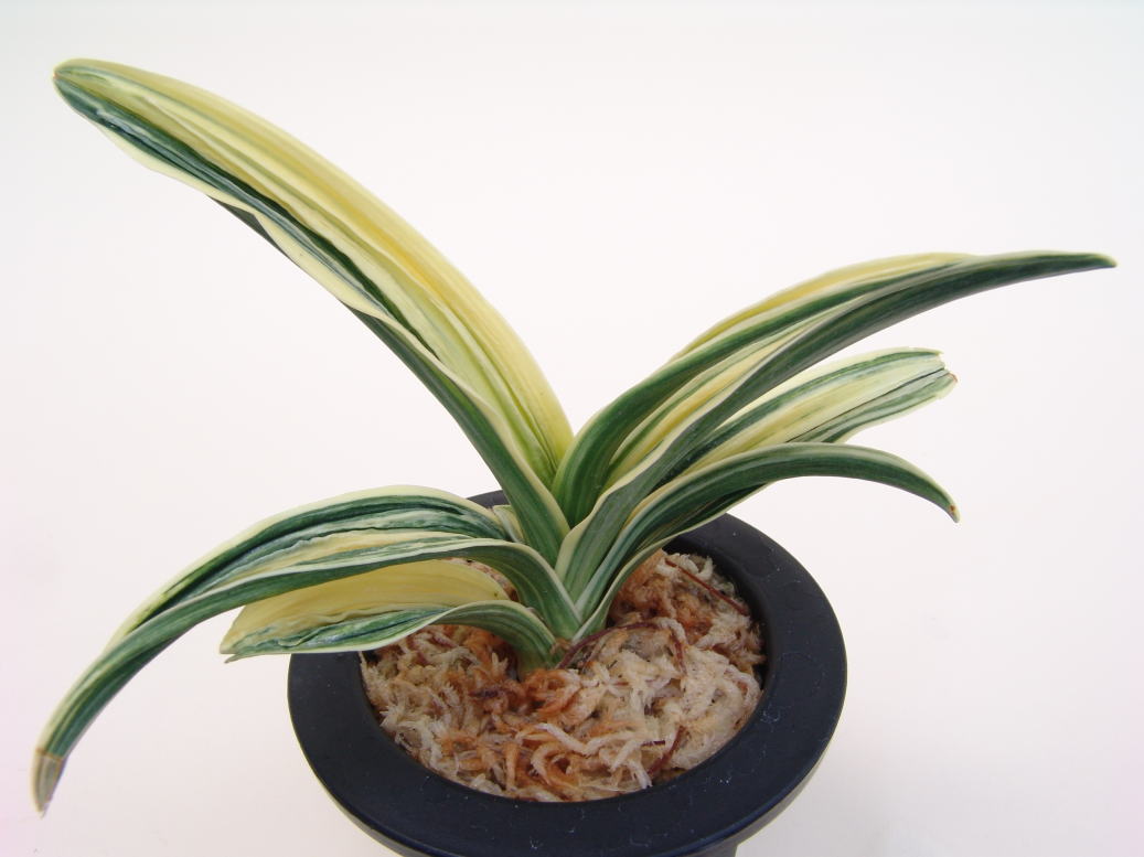 おもと、来年も宜しくお願いします＾＾ : 万年青の豊明園のblog