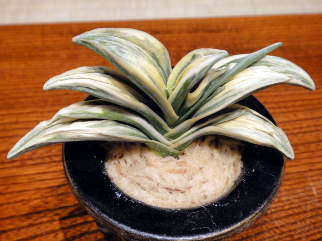 第67回日本おもと名品展2 : 万年青の豊明園のblog