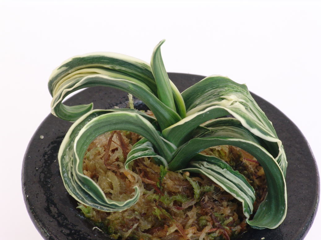 おもとの品種 玉姫(たまひめ) 芸 跳ね竜 : 万年青の豊明園のblog