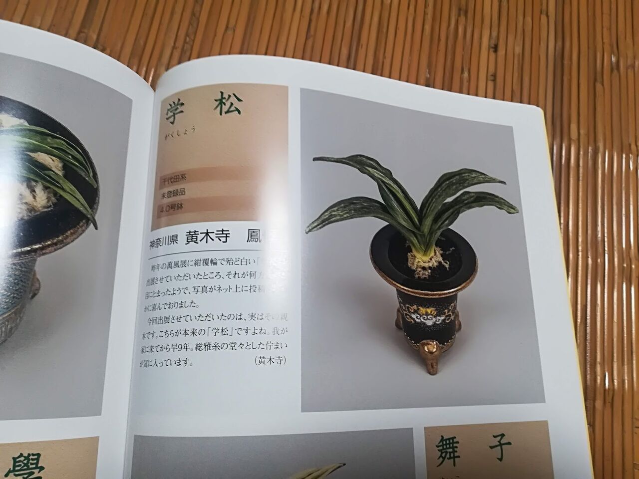 イメージ 1