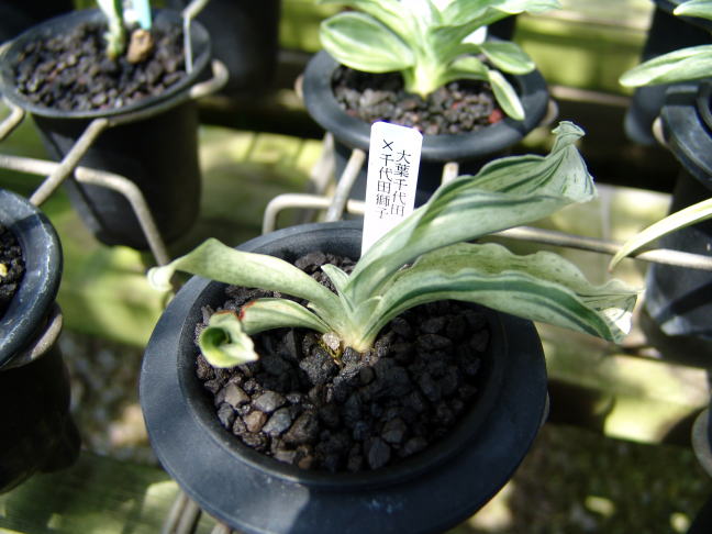 おもとの品種と管理 : 万年青の豊明園のblog