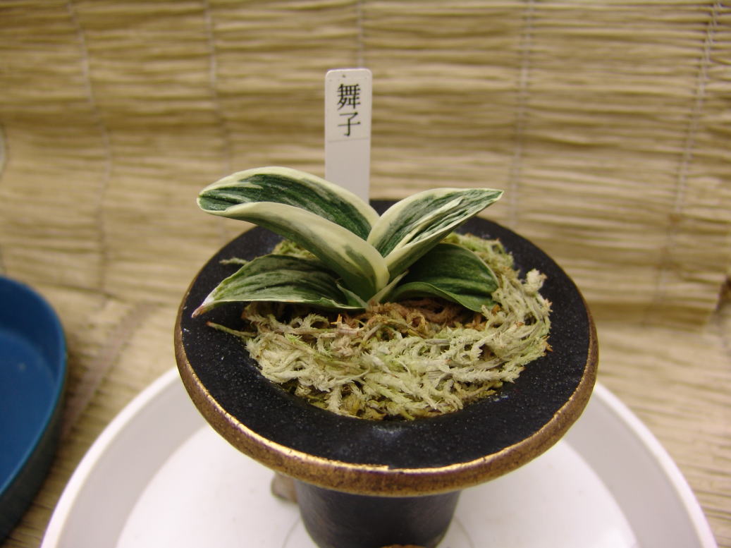 万年青 オモト 舞子獅子 植物 古典園芸 万年青 オモト 舞子獅子 植物 古典園芸 - メルカリ