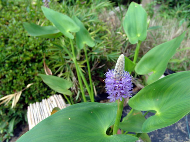 おもとの管理と学松 : 万年青の豊明園のblog