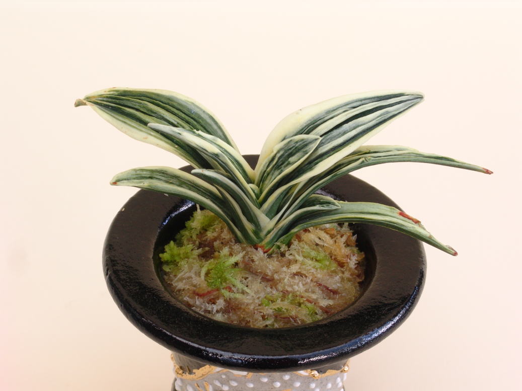 おもと品種紹介 『玉輝冠(ぎょっきかん)』 : 万年青の豊明園のblog