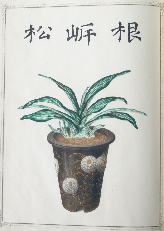 おもと品種紹介 『根岸の松』 : 万年青の豊明園のblog