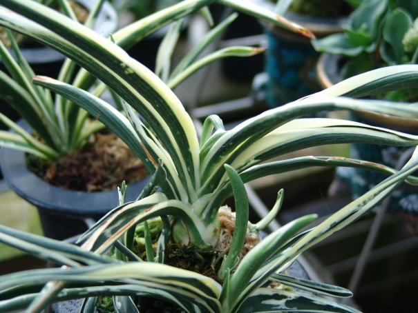 おもと 今の時期の日月系統 天錦章 : 万年青の豊明園のblog