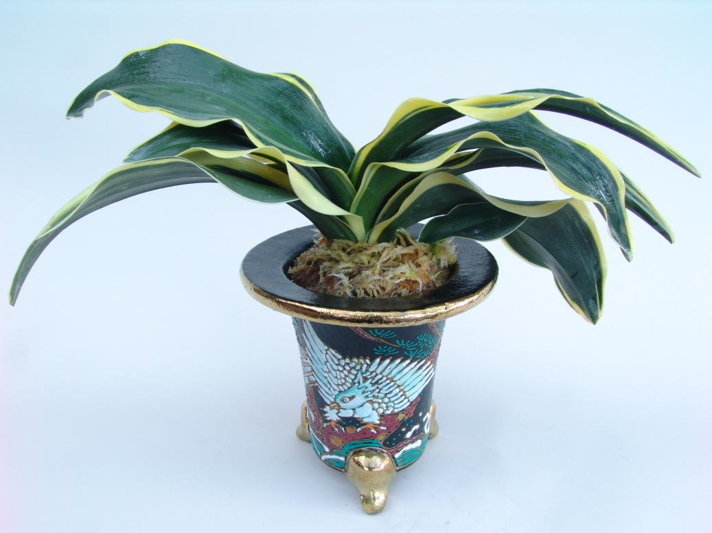 万年青　錦麒麟交配　鉢植え　希少品種 万年青 錦麒麟交配 鉢植え 希少品種 錦麒麟 (きんきりん