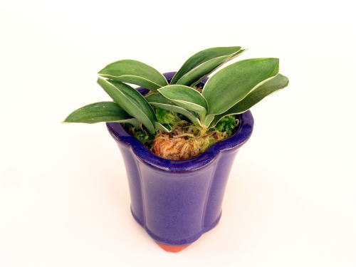 おもと（万年青）お多福の図 NO.468 お多福 (おたふく) Otafuku