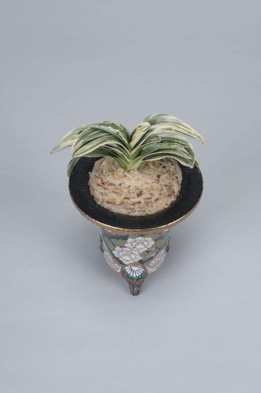 万年青「愛玉殿」 おもと品種紹介 愛玉殿(あいぎょくでん) : 万年青の豊明園のblog