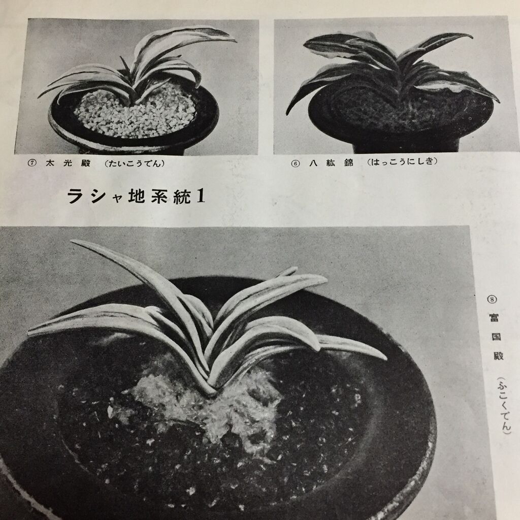 おもとの銘鑑 天光冠 富国殿 : 万年青の豊明園のblog