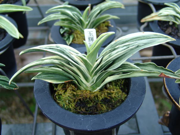 万年青　オモト　琴宝　羅紗 万年青 オモト 琴宝 羅紗 - メルカリ