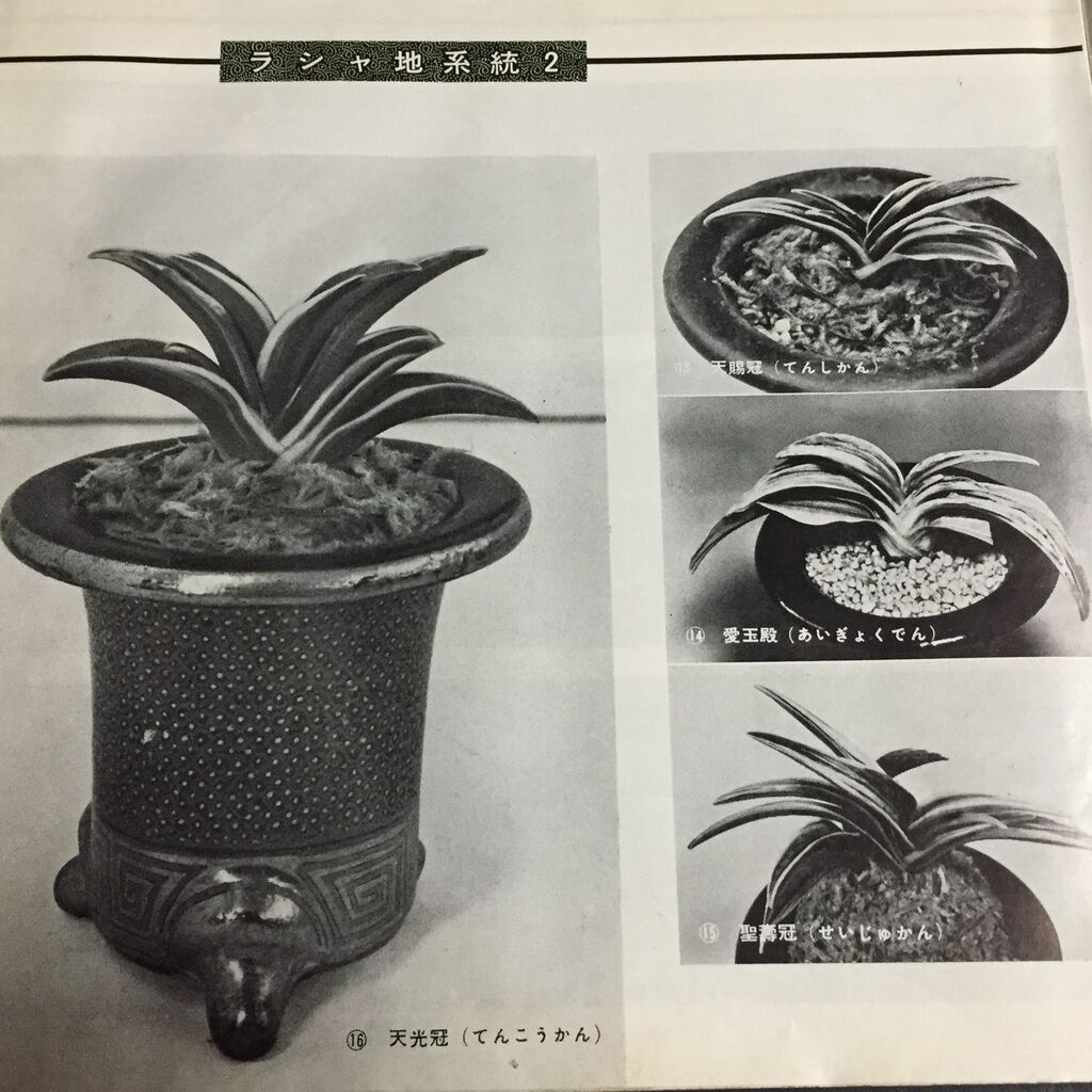 おもとの銘鑑 天光冠 富国殿 : 万年青の豊明園のblog