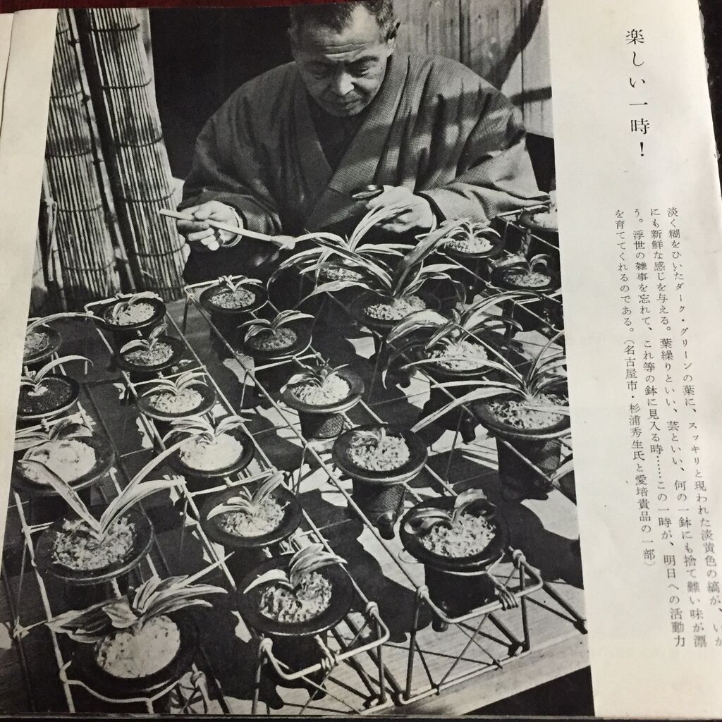 おもとの銘鑑 天光冠 富国殿 : 万年青の豊明園のblog