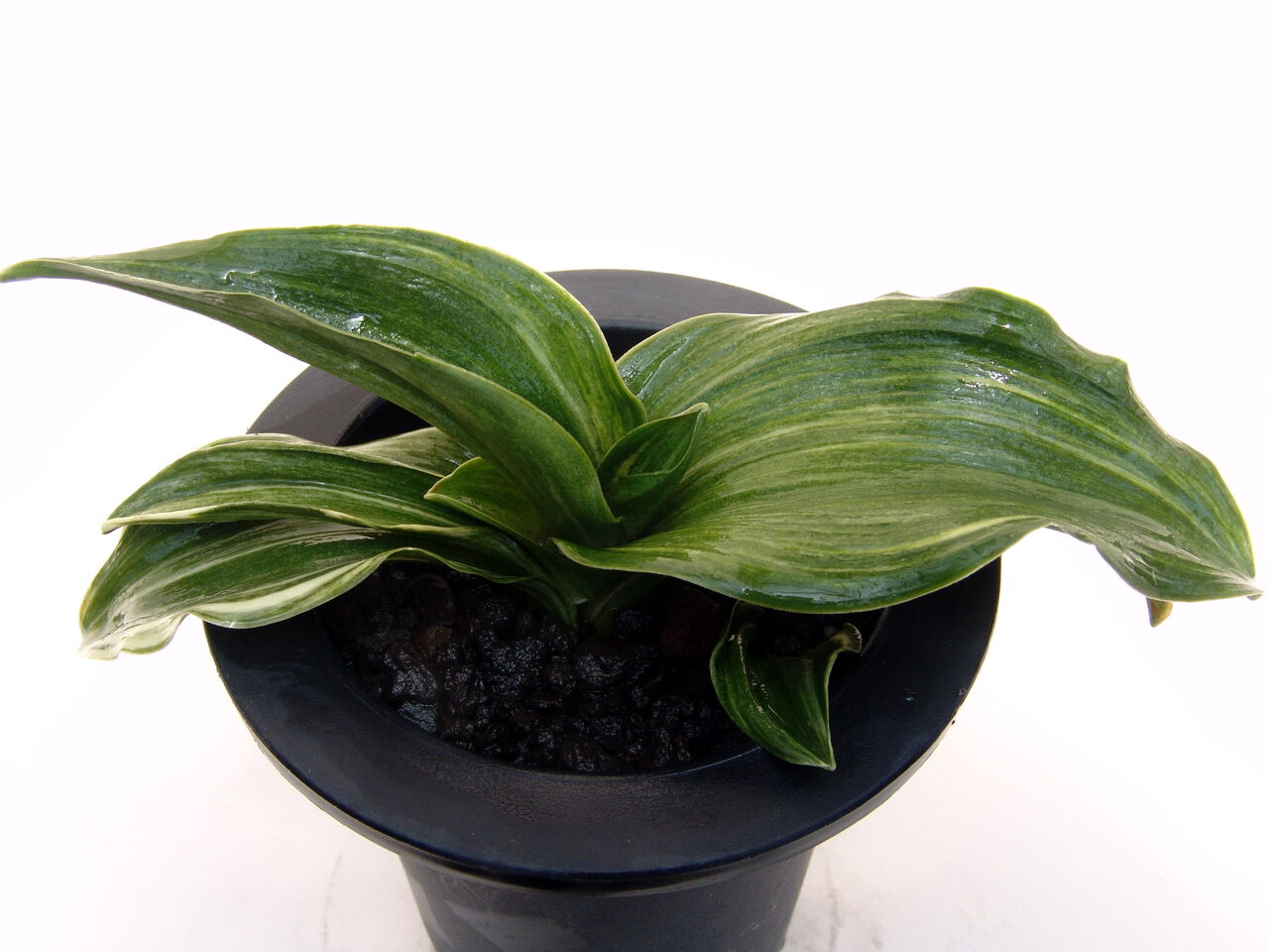 おもと：万年青 縞羅紗実親BO10（割子苗） \u2013 おもとの豊明園