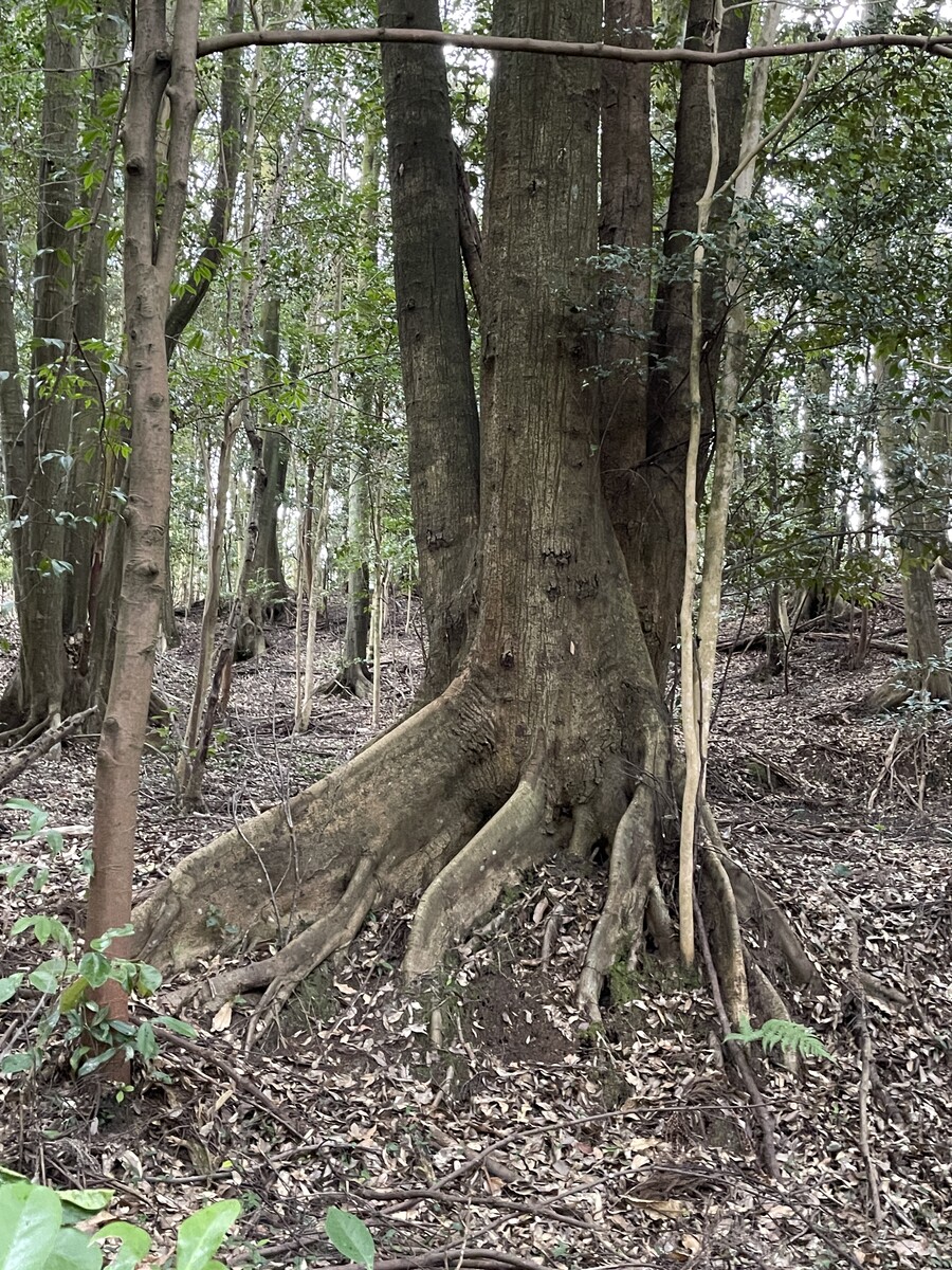 三十八神社-2 板根の樹木 : 火(ホ)と「ニワ」と鍋釜