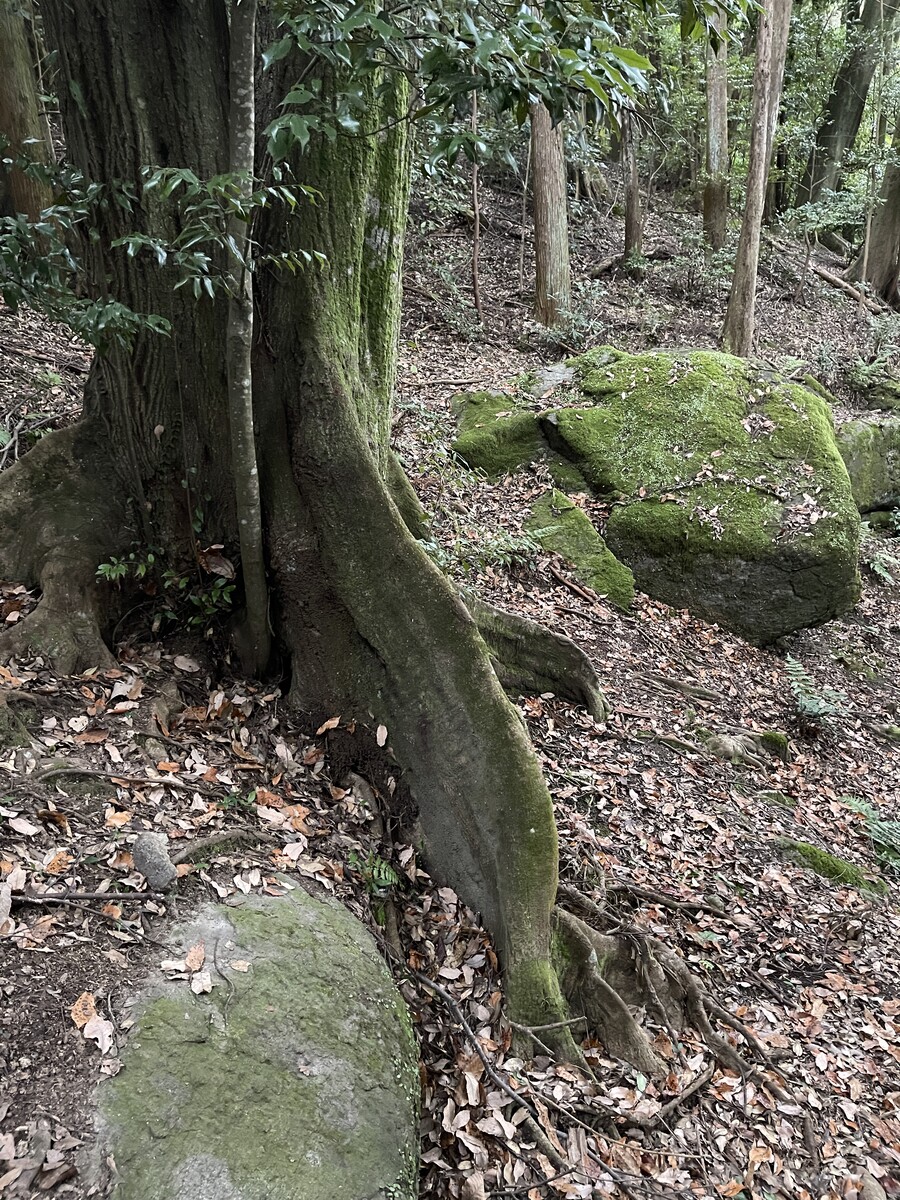 三十八神社-2 板根の樹木 : 火(ホ)と「ニワ」と鍋釜