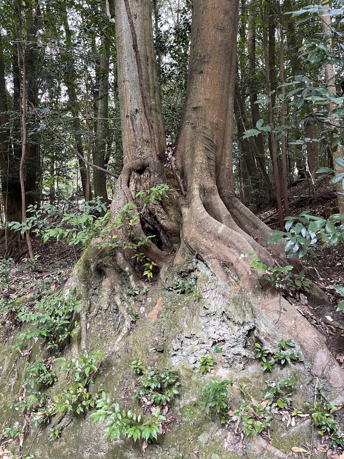 三十八神社-2 板根の樹木 : 火(ホ)と「ニワ」と鍋釜