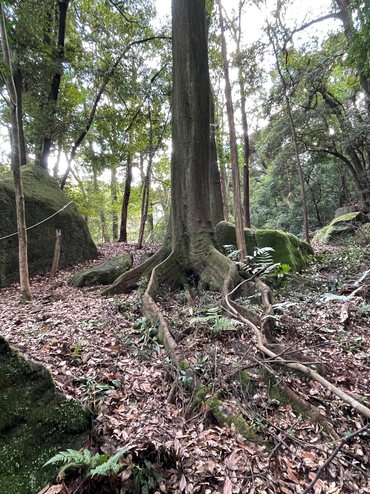 三十八神社-2 板根の樹木 : 火(ホ)と「ニワ」と鍋釜