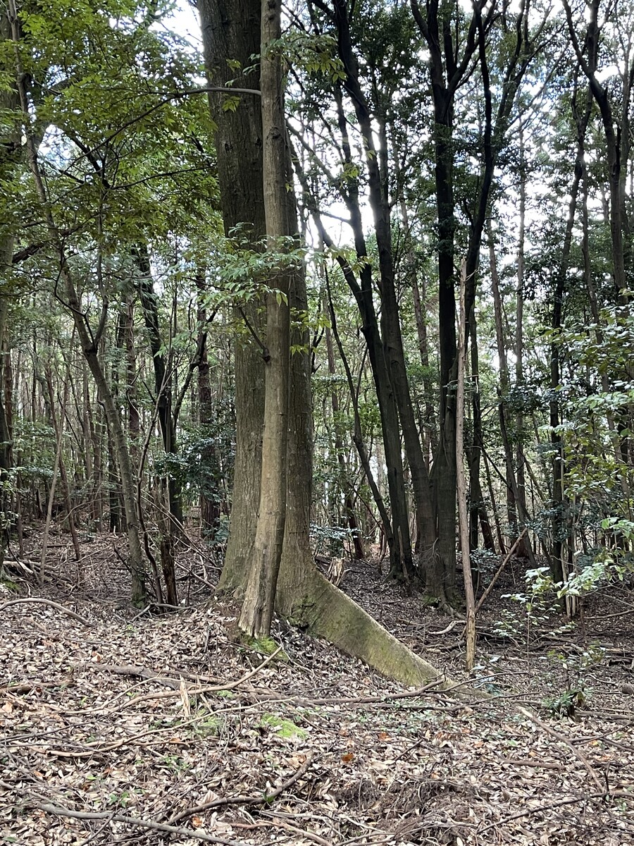 三十八神社-2 板根の樹木 : 火(ホ)と「ニワ」と鍋釜