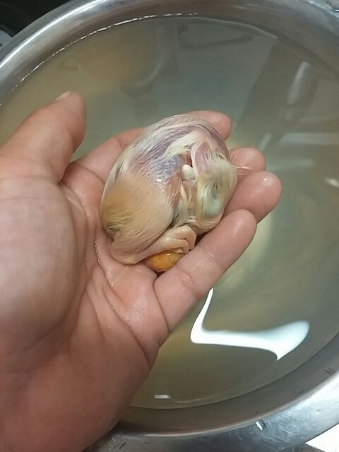 鶏卵 孵化直前の中止卵 穴あき後卵 穴あき前卵 やっぱり開けてみた 崖っプチ農園 鶏卵 孵化直前の中止卵 穴あき後卵 穴あき前卵 やっぱり開けてみた 崖っプチ農園